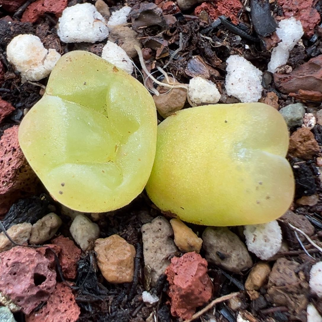 11.12好看的多肉脱土发货197