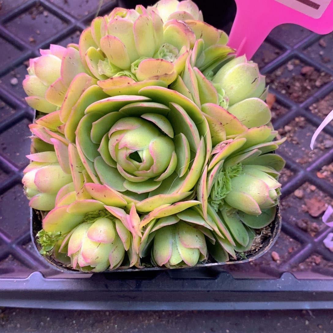 山地玫瑰新粉福利一物一拍242花千骨