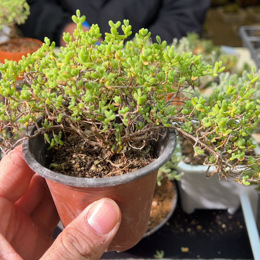 乱七八糟蜜橘90杯老桩福利