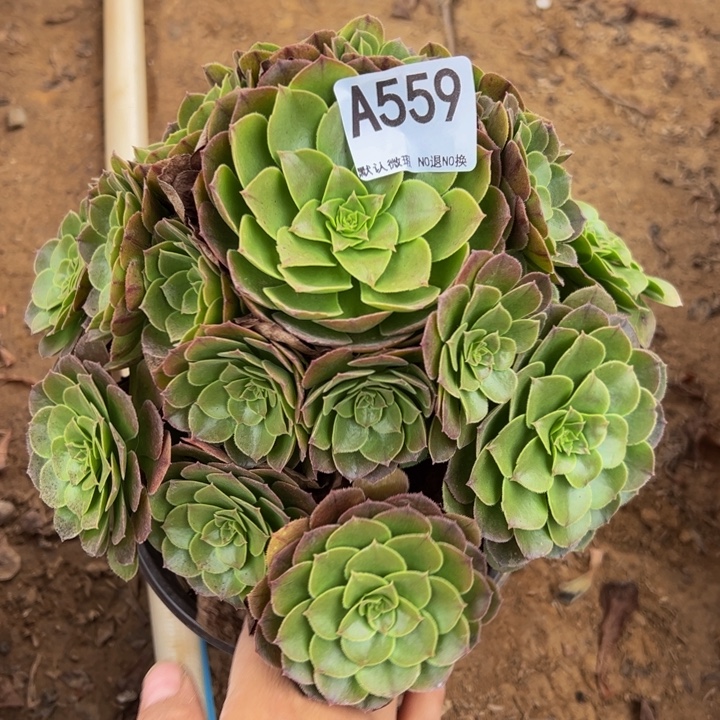 万圣节多肉植物559.