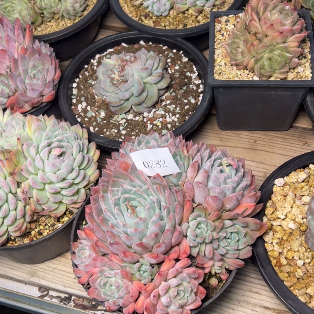 周*0282肉多么多么多哦哦