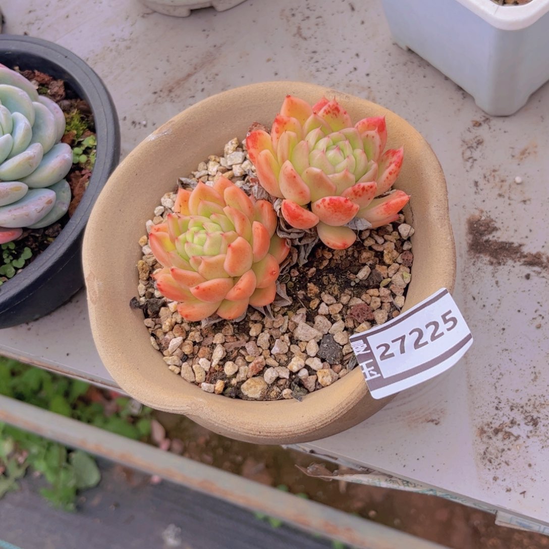 东云多肉植物27225