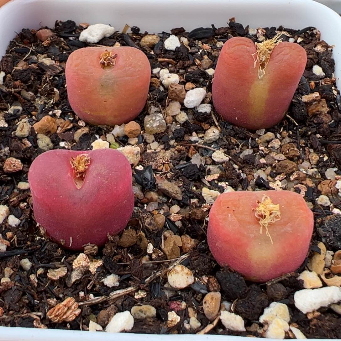 1.19好看的多肉640