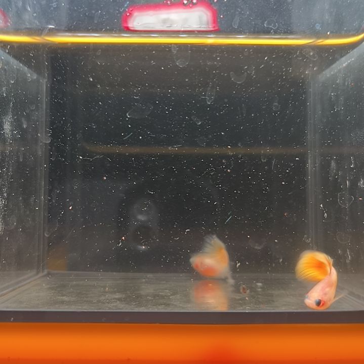 孔雀鱼短身玻璃猫黄金粗C