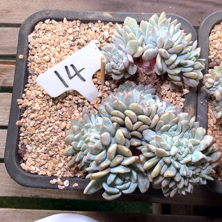 呈影缀化14号码牌子的话