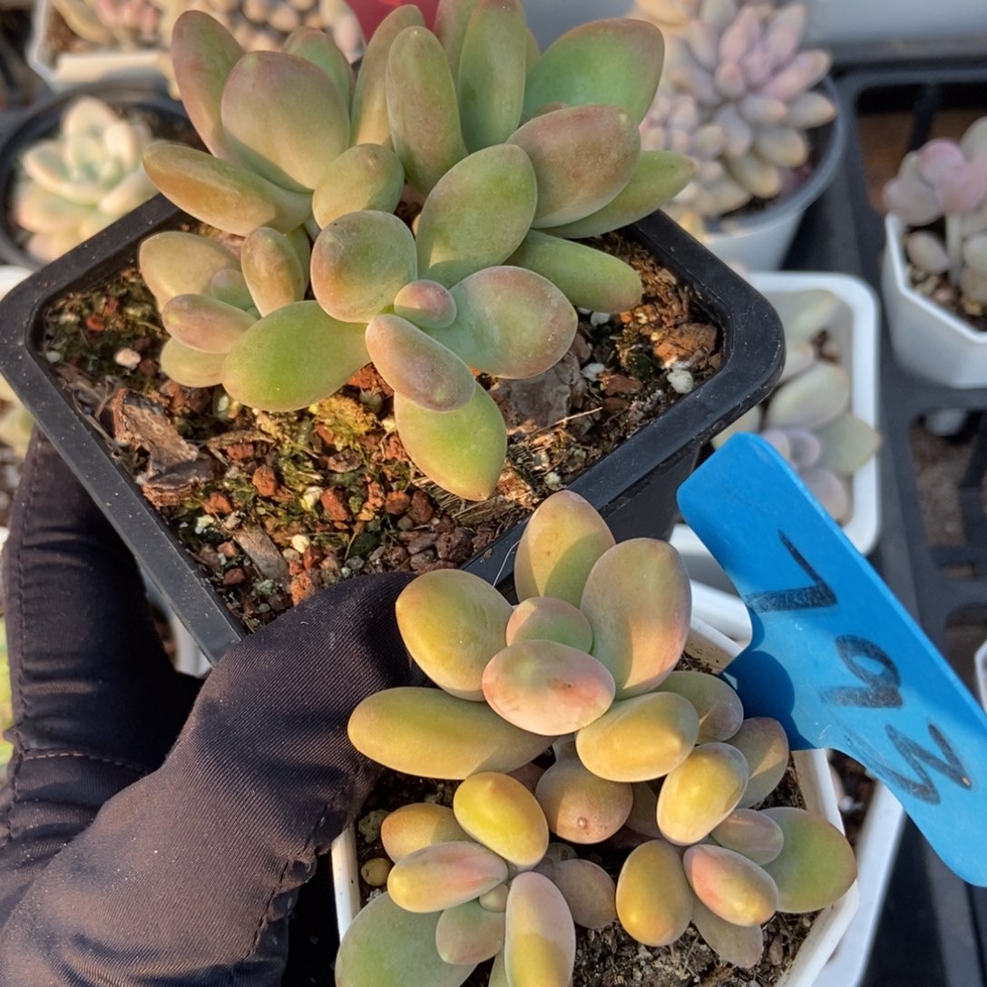 822 793芒果奶多肉植物