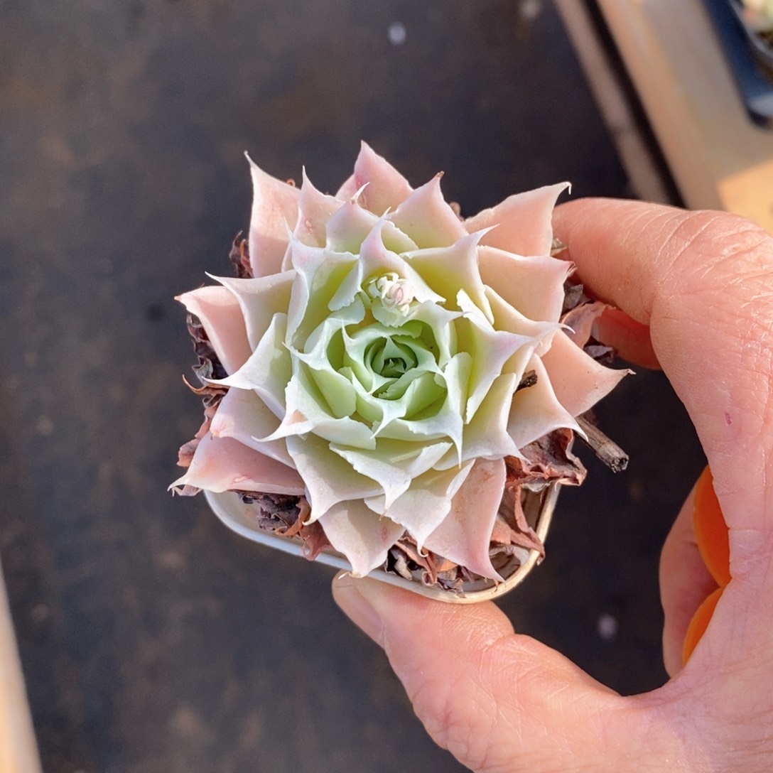 精品多肉一物一拍不包整78