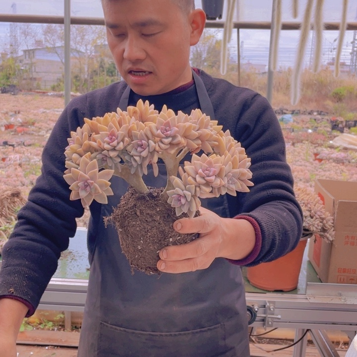 241淡雪缀化一物一拍