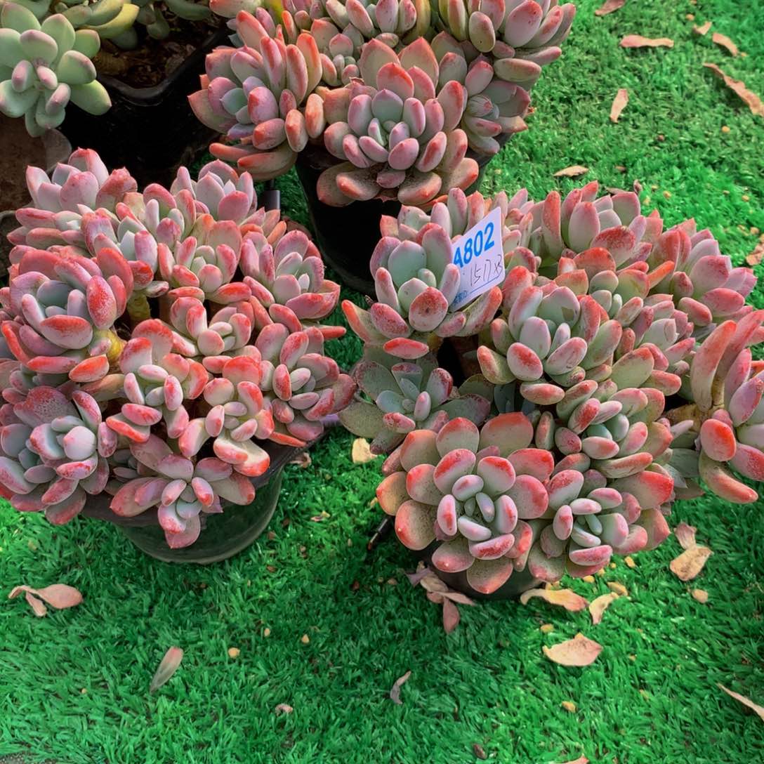 岁***好灰姑娘群多肉植物