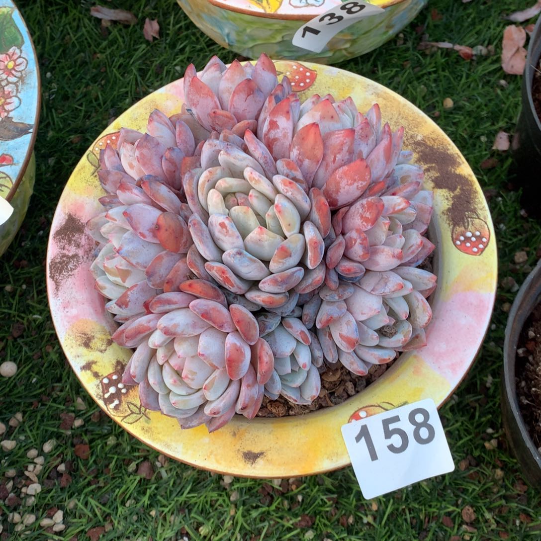 158橙子多肉植物