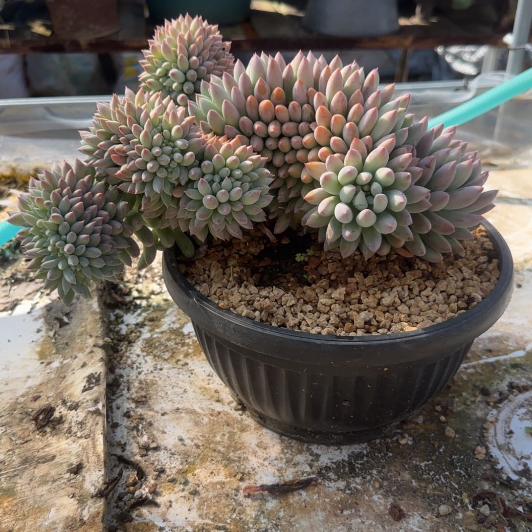 喜***海多肉植物索罗门缀化