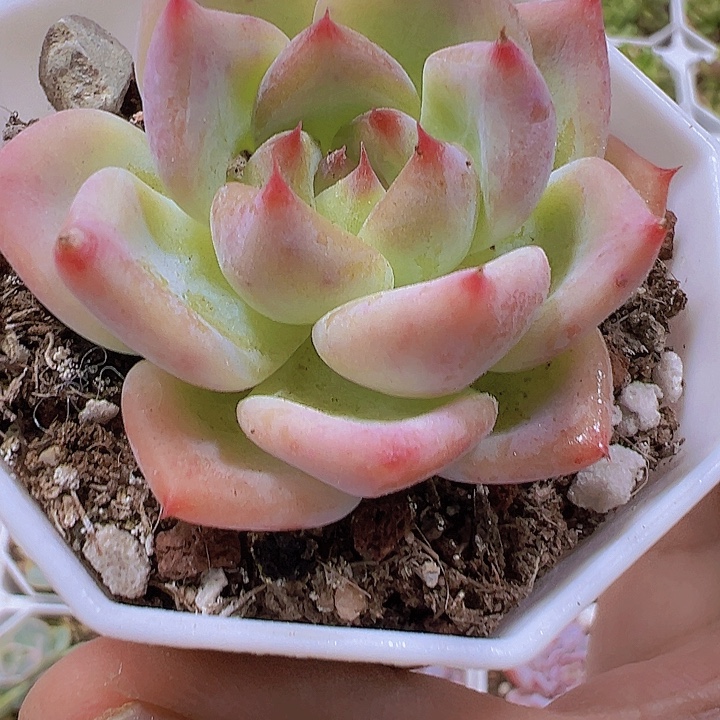 白蜡糖19包邮多肉植物