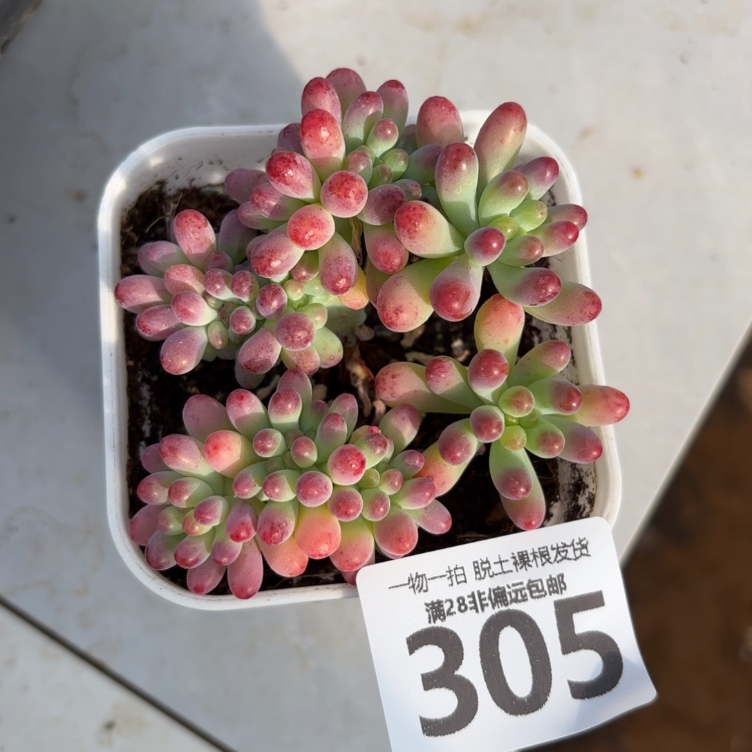 果冻乙女心缀无盆土发货