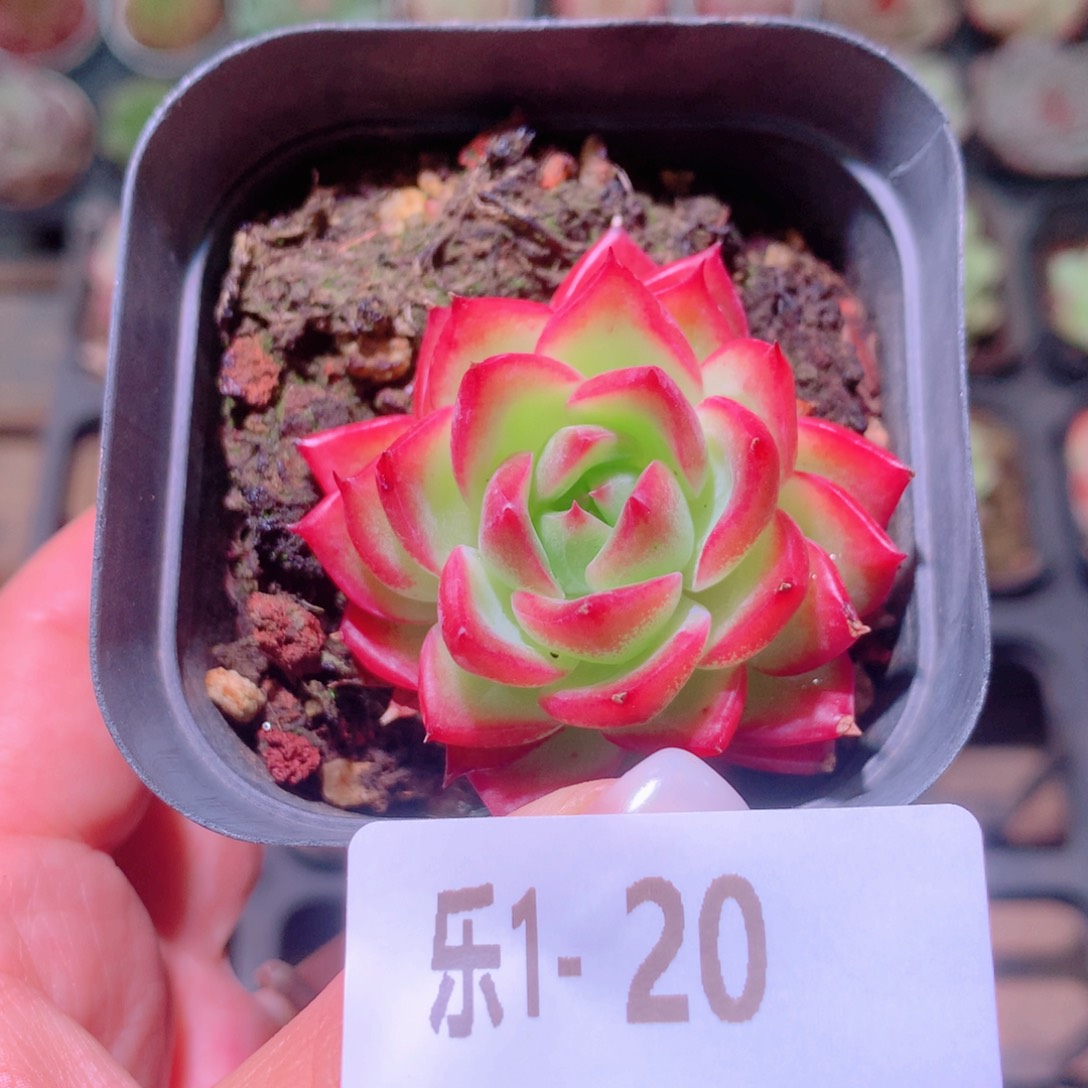 乐然 1-20 凯撒单头 