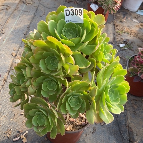 柠檬玫瑰多肉植物