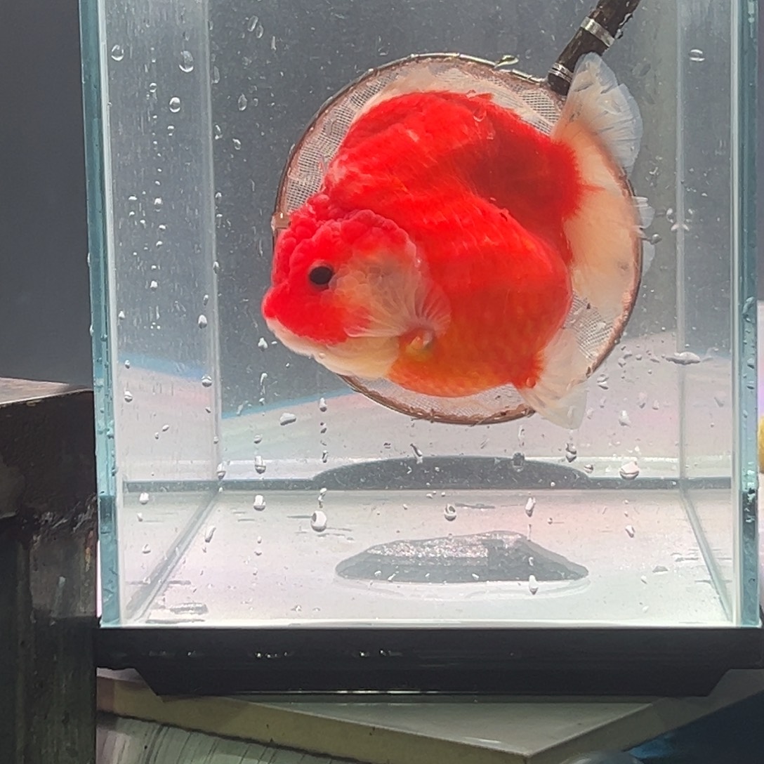 金鱼55855556668887777