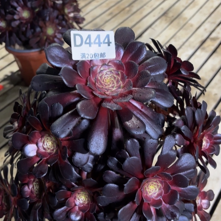 瑞妈多肉植物444