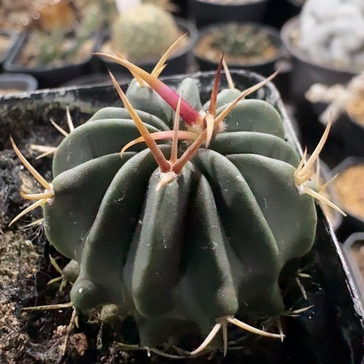 龙剑丸实生仙人球