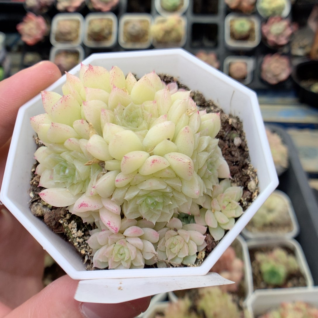 T91 ，20包邮两天凑单偏远不发货