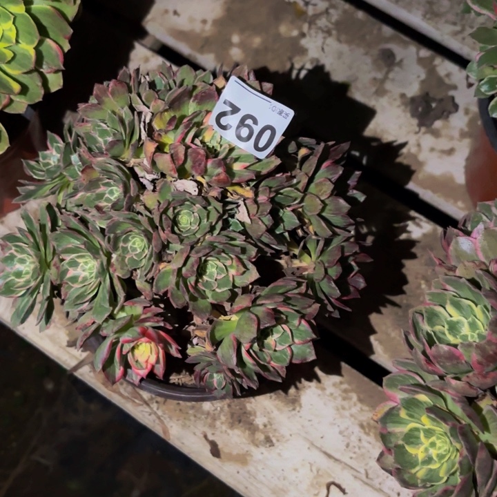 092万花筒多肉植物不售后