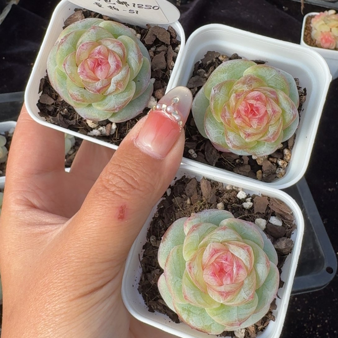 1230-051-芳草四一颗量拍