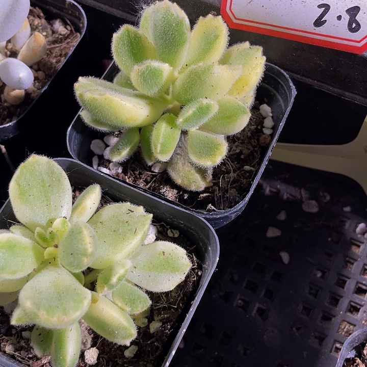 白熊2.8带盆土发