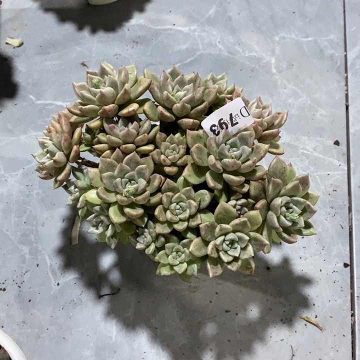 *****793璀璨多肉wggwtwdpmt