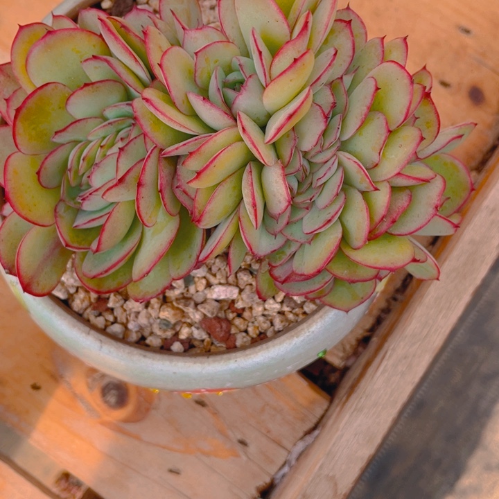 谢谢你的支持0000160