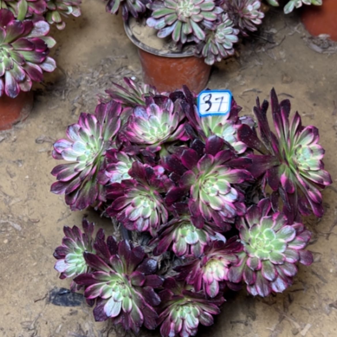 【闪购商品】恒**吟多肉植物黑金刚砍过37