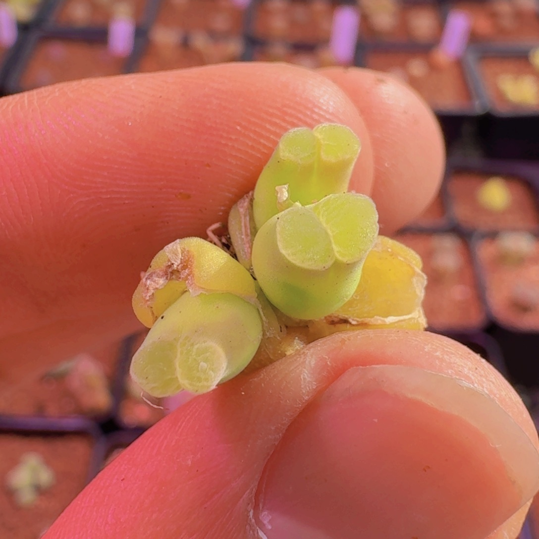 云缦精品番杏4.24粉佛肚