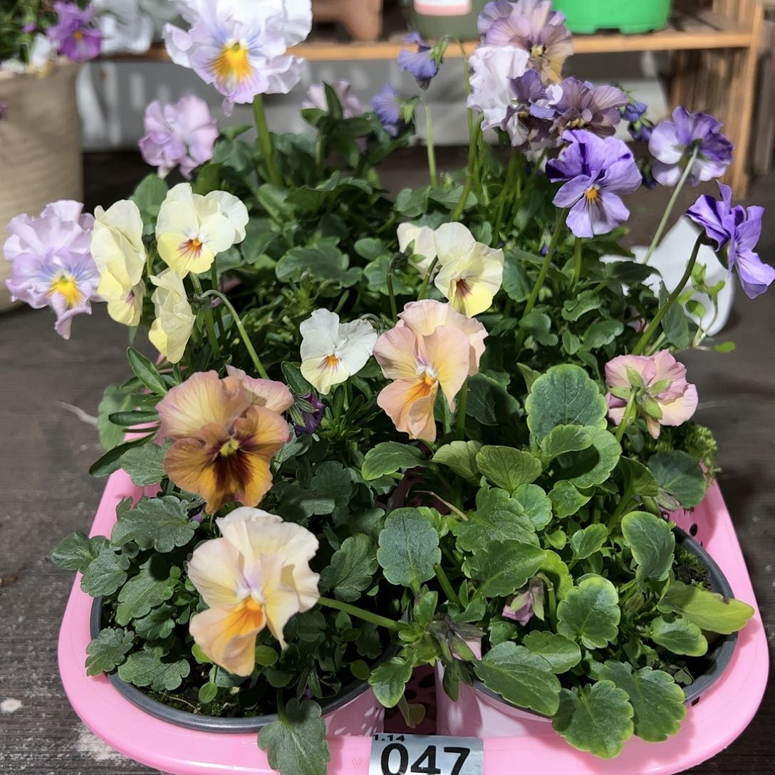 【闪购商品】047号