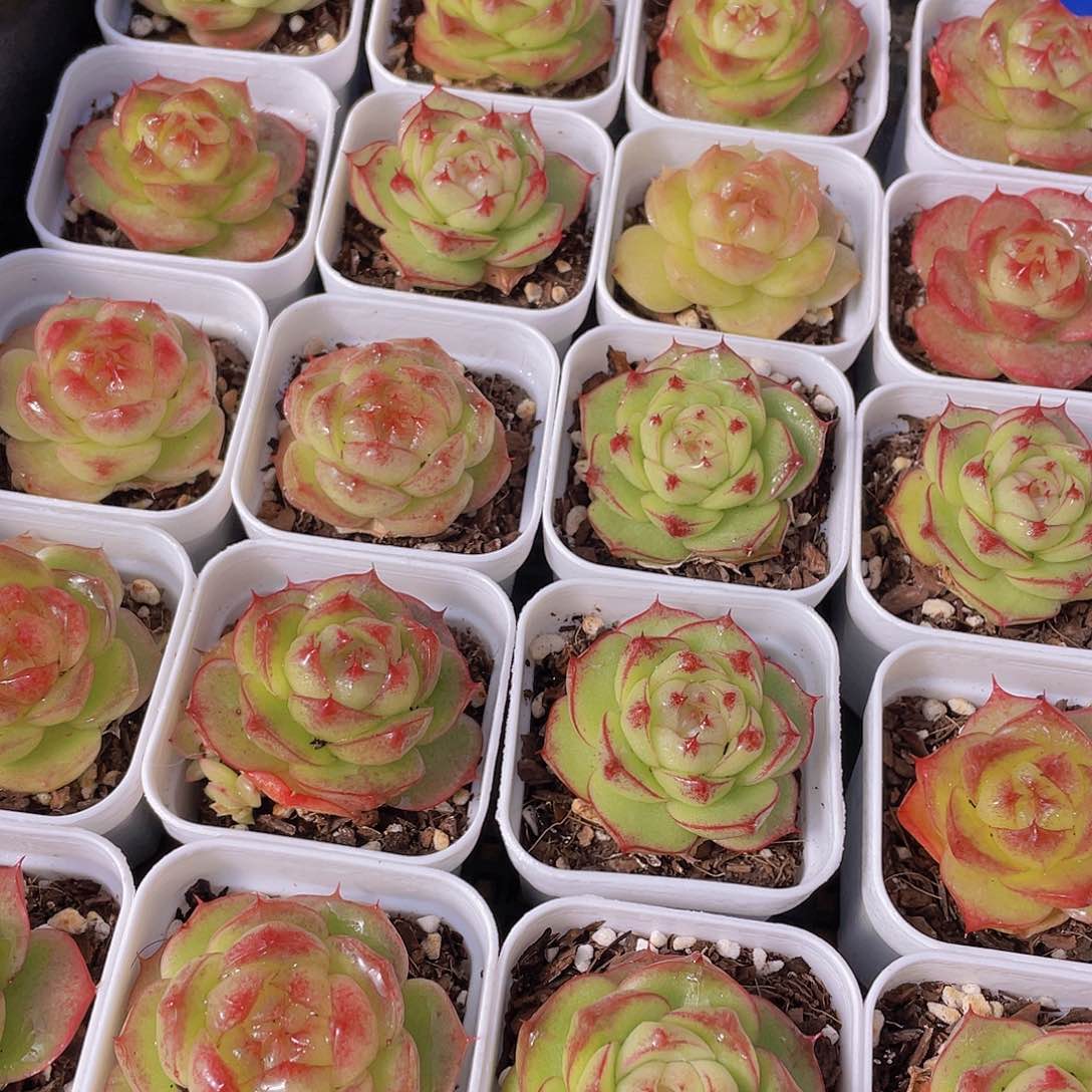 量拍130号 灵宝珍妮单头一个