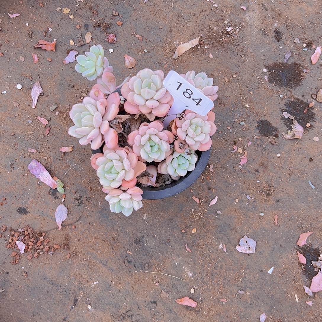 ✧****184白露15不售后