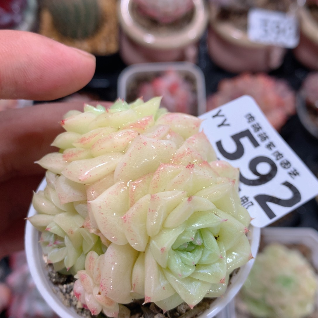 5CM拇指盆精控多肉YY592