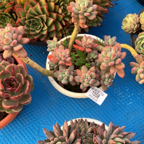 z**v1558苹果美人多肉