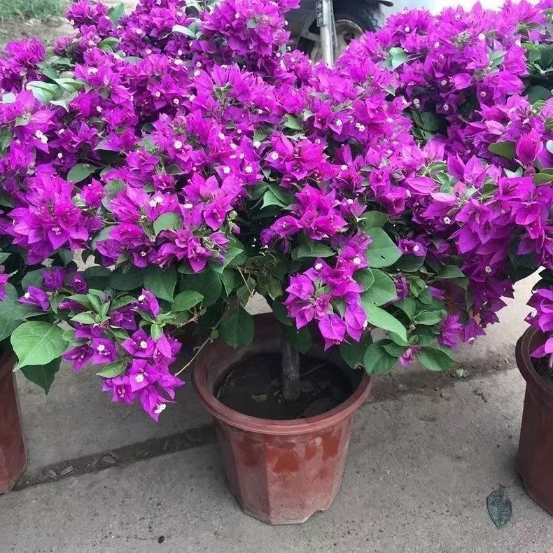 云南紫三角梅鲜活植物运输掉花掉叶介意勿拍