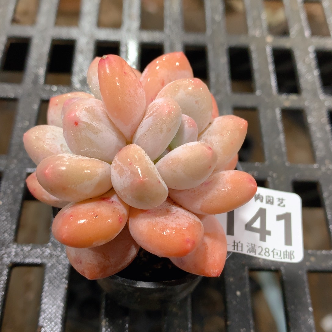 肉萌萌拇指盆精控多肉ZH141