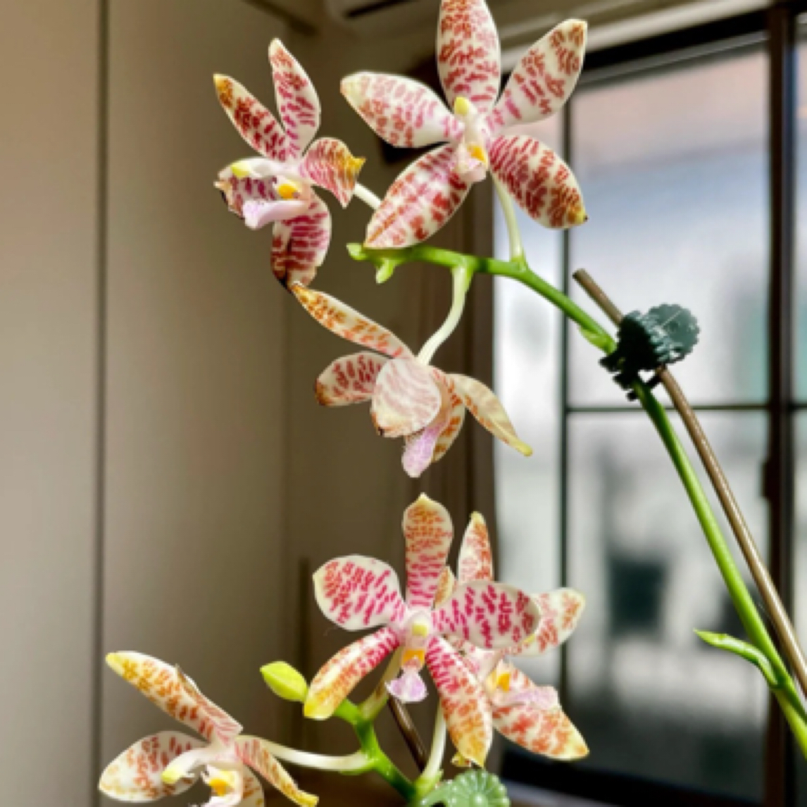 4.5杯象形文字 （开花株）