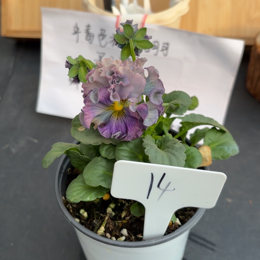 完全开放洛可可礼服14