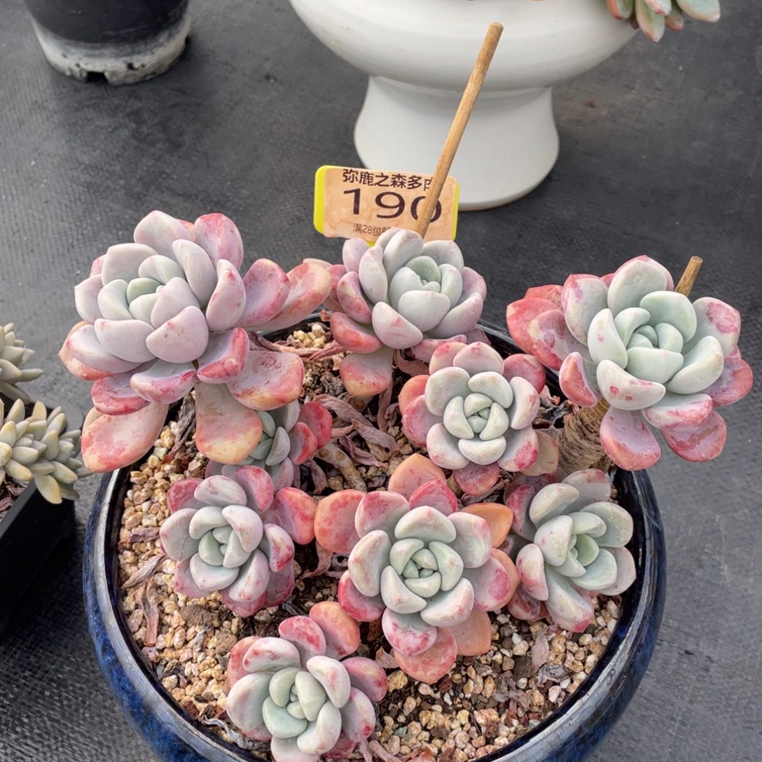 弥鹿之森多肉0190