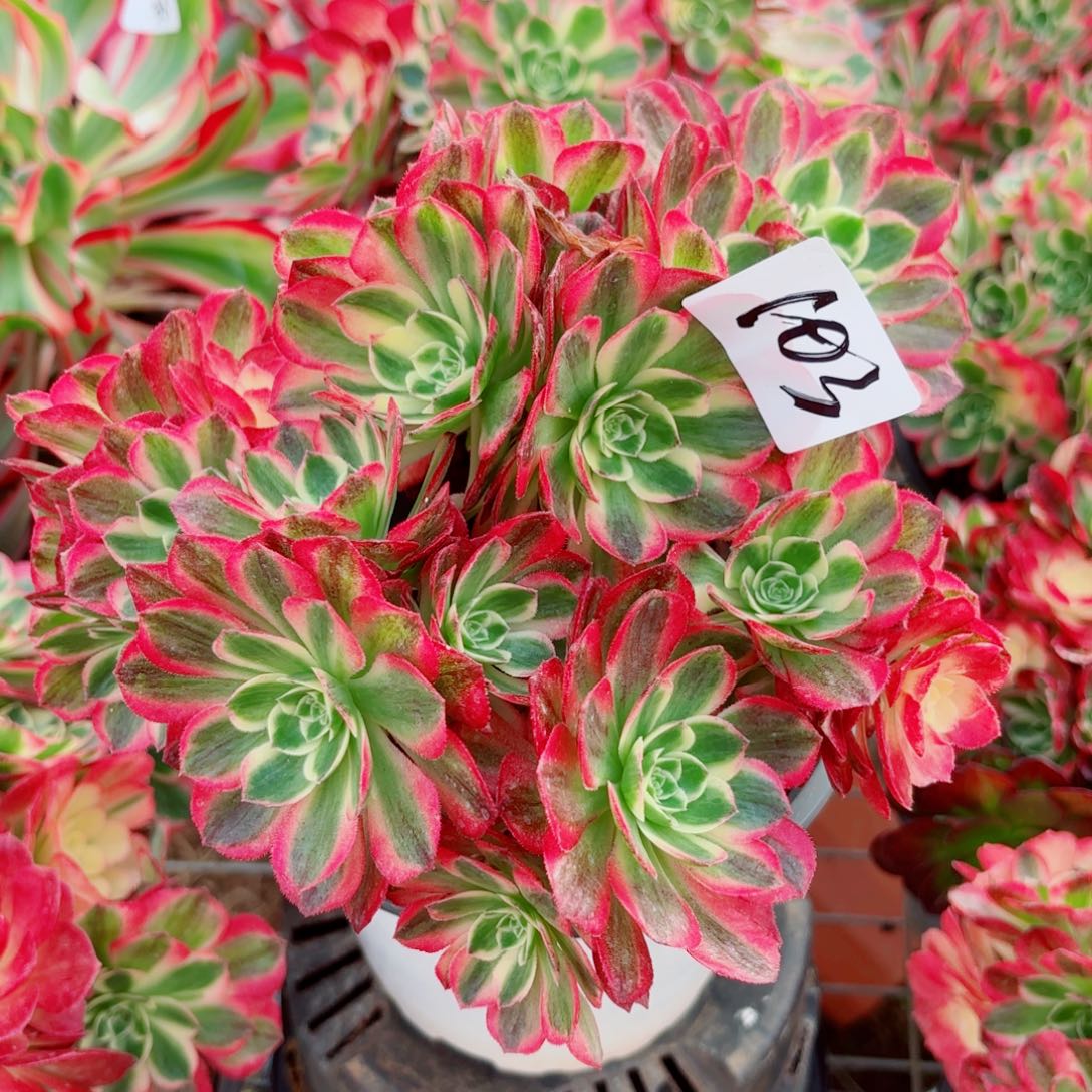 一物一拍多肉法师103