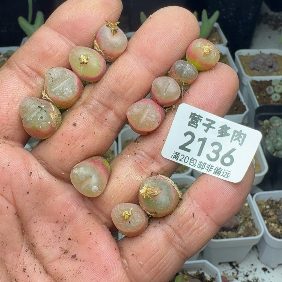 沟***沟               毛11颗。   