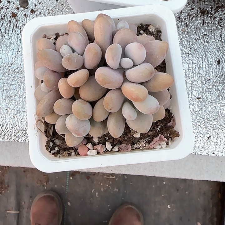 青蛙王子儿童111