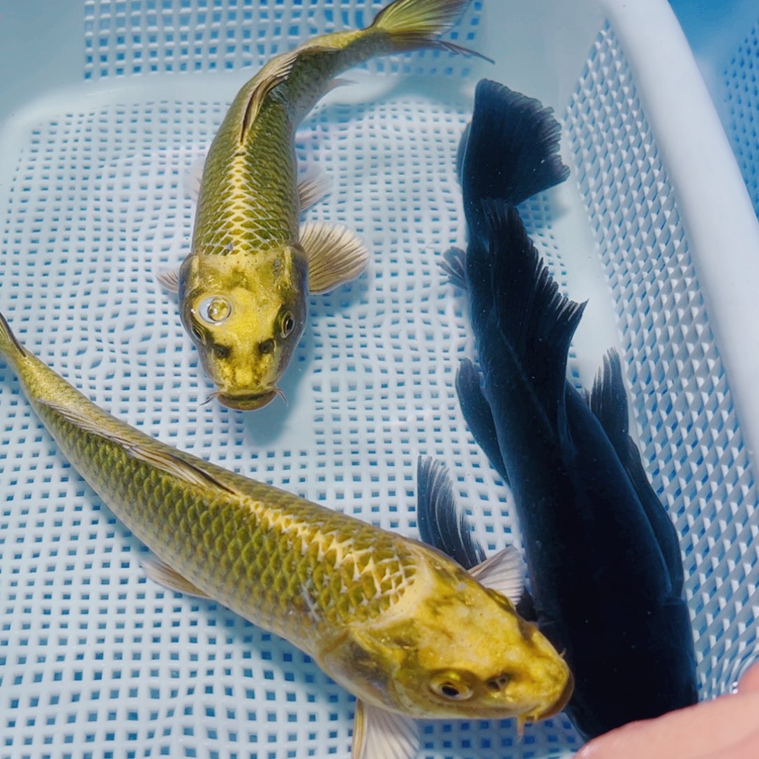 海水鱼锦鲤观赏鱼观赏鱼