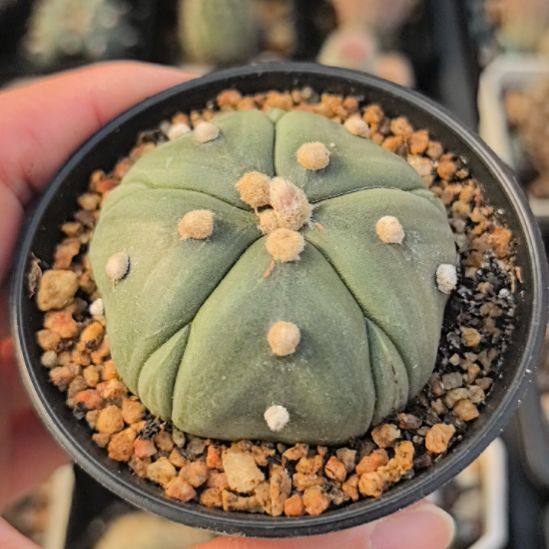 实生星兜1号直径5带盆土