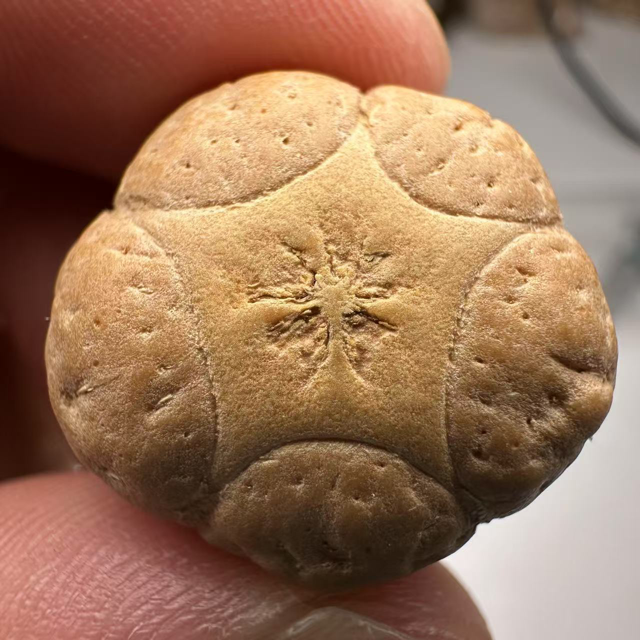  尼泊尔五星菩提，尺寸22，sss系列，货号14