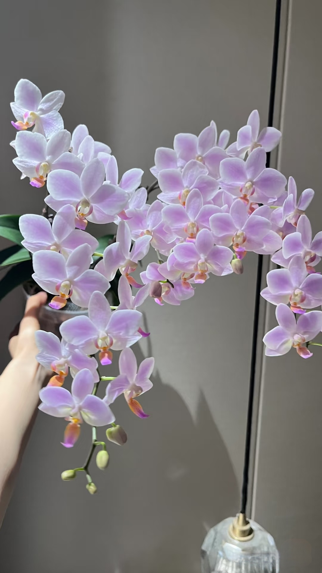 3.0寸（粉色残雪）蝴蝶兰叶片破损不售后剪过花剑