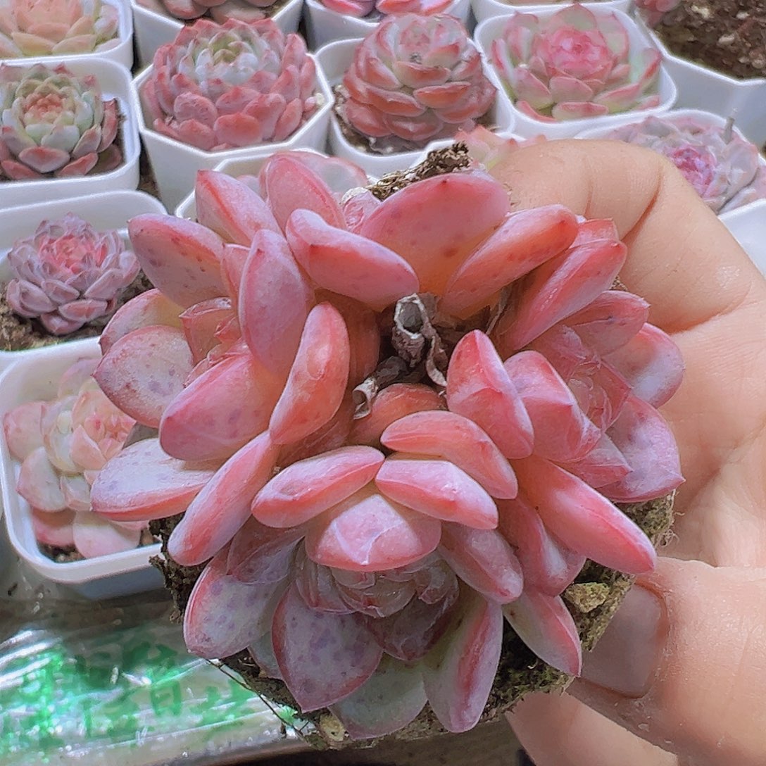 4头起星星珍妮19包邮