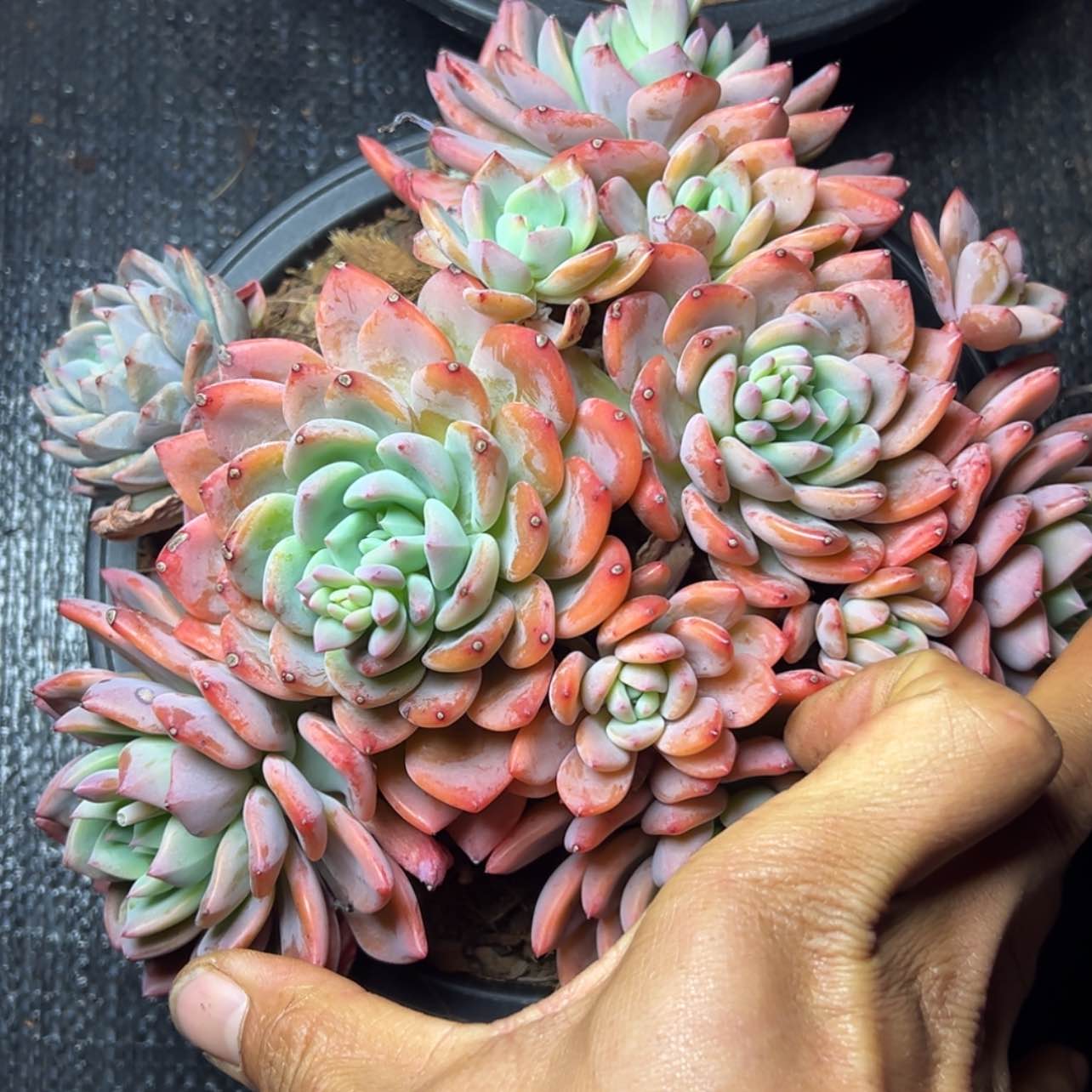 【闪购商品】冰梦橙多肉46.8