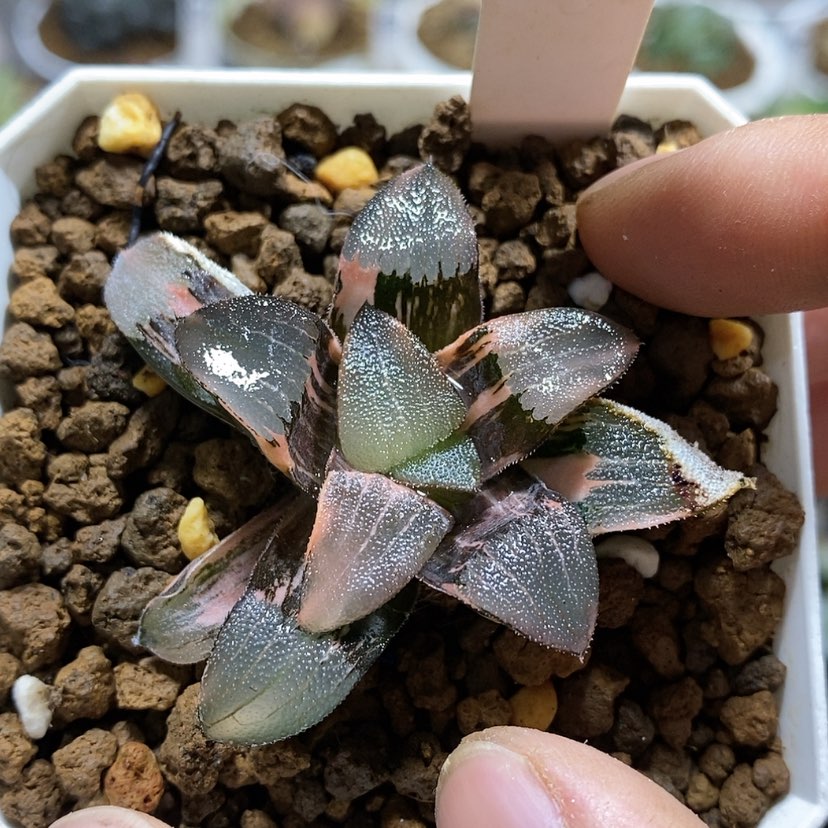 【闪购商品】167朱比特